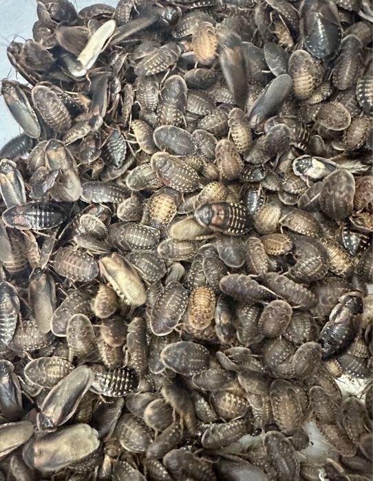 Karaczany Argentyńskie Dubia Podrostki/Dorosłe 100