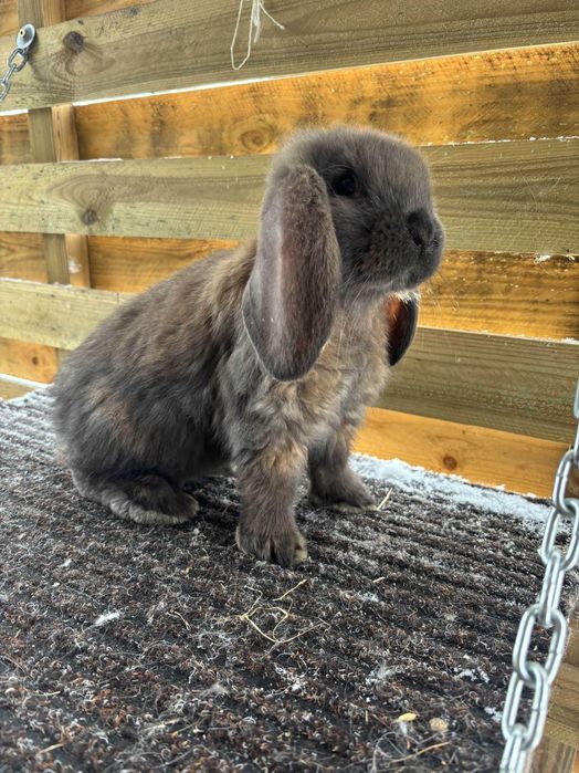 królik Baran Francuski Madagaskarowy oraz Srokacz Żółty