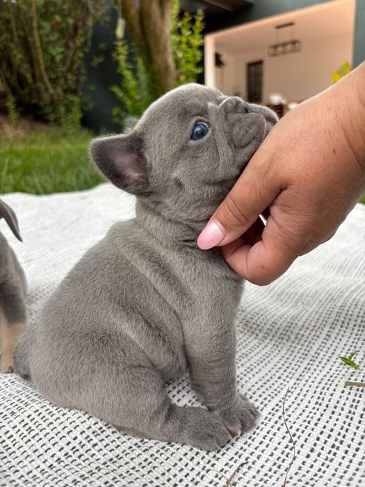 Buldog francês blue