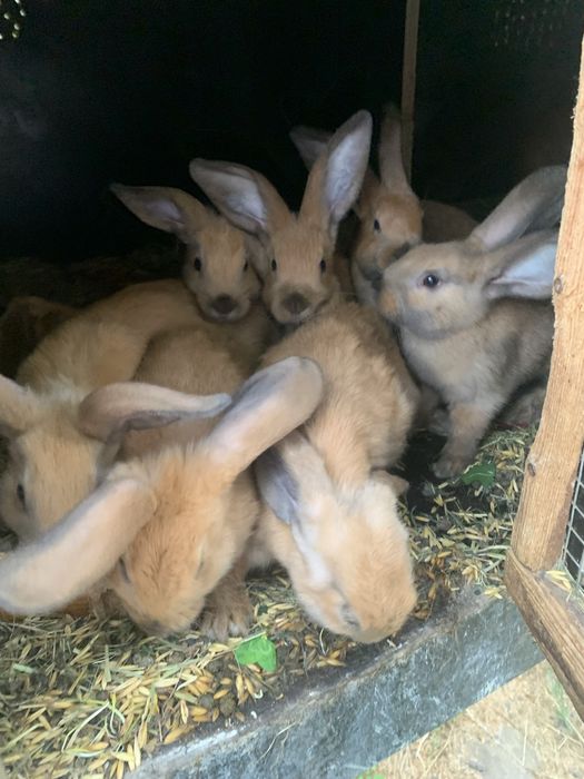 mlode kroliczki rasy nowozalandzkiej