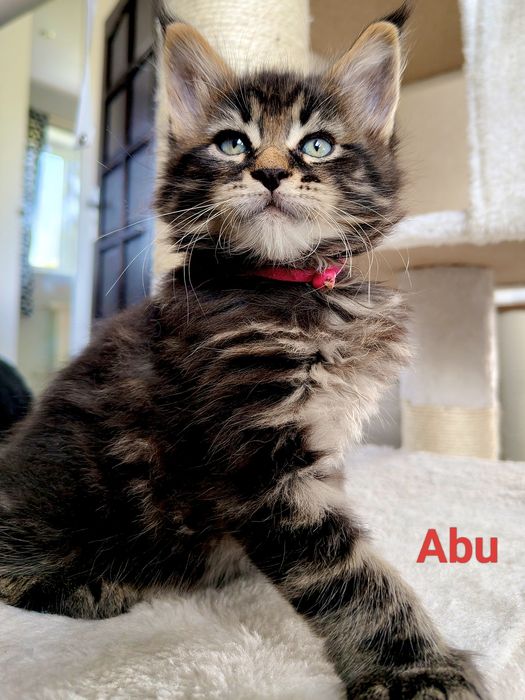 Abu kocurek Maine Coon FPL/Fife N/N
