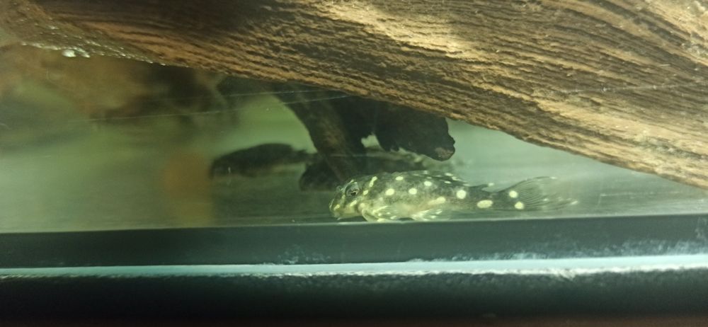 L201 hypancistrus 35zł