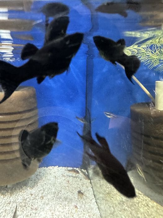 Molinezja czarna ksiezycowa od Max Zoo