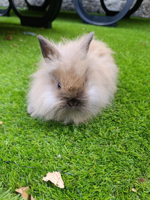 Coelhos anões 2 meses