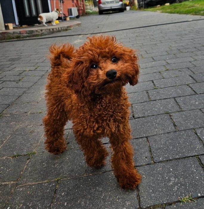 Pudel Toy Red Brown Dziewczynka