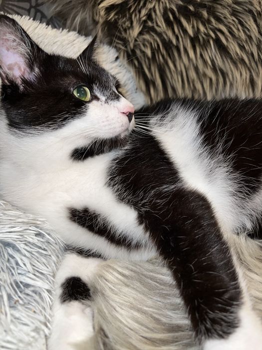 Kocurek Rumcajs szuka domku