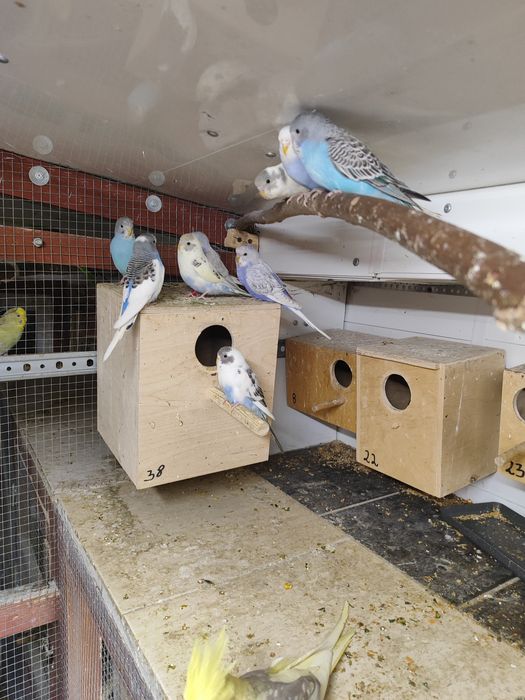 Papugi faliste  sprzedam