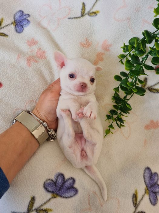 Excelente mini menina Chihuahua/Chiuaua LinhagemRussa de Qualidade