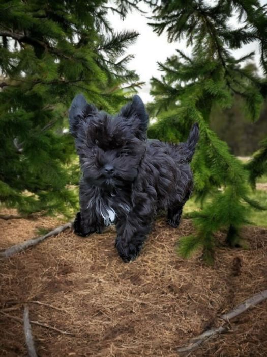 **FENOMENALNY** chłopczyk black Yorkshire Terrier