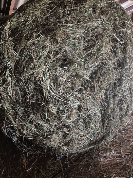 Siano, sianokiszonka, kiszonka z kukurydzy