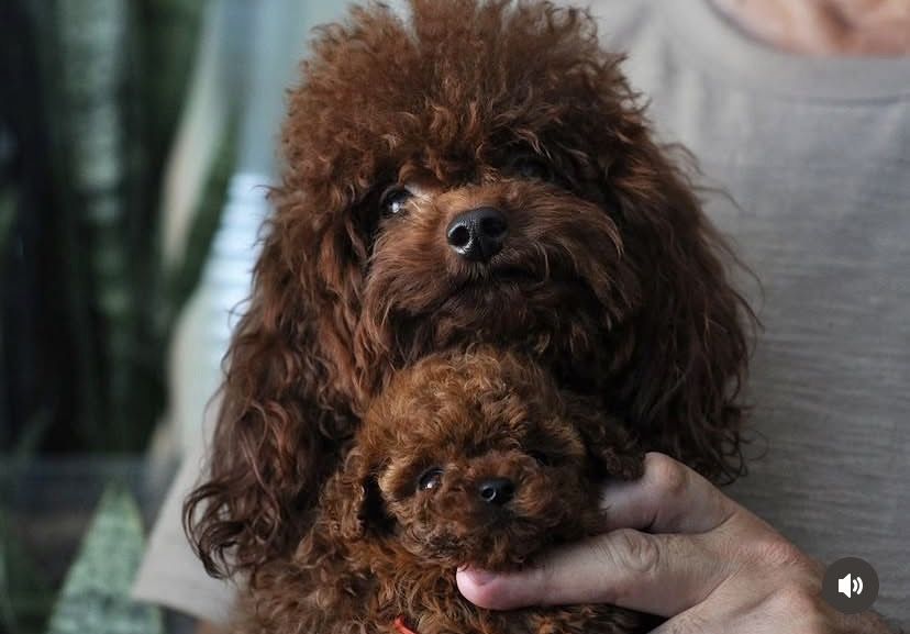 Жених той пудель приглашает дам