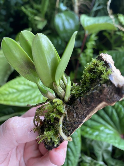 Мініатюрна орхідея Sophronitis wittigiana syn rosea