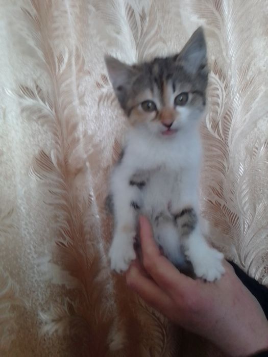 Котики в добрі руки