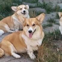 Вельш корги пемброк