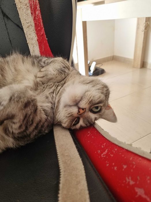Gatinha para adopção responsável