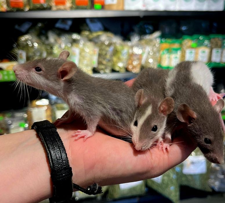 Szczurki husky samce (Aqualife) Świętochłowice •