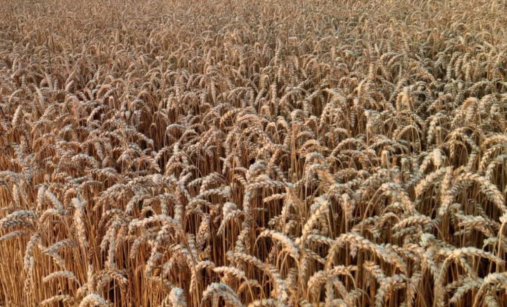 ŻYTO, PSZENICA - ziarno z uprawy ekologicznej