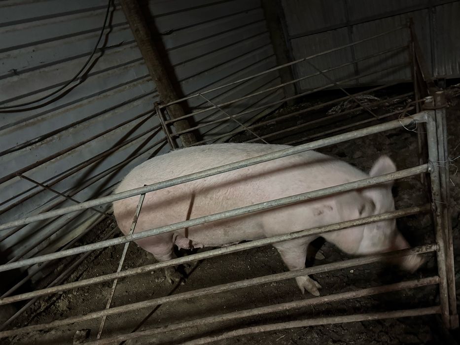 Porca pietran para carne