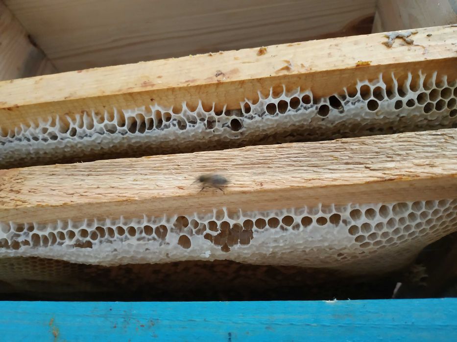 Бджоли Карпатка з маткою, бджолопакет