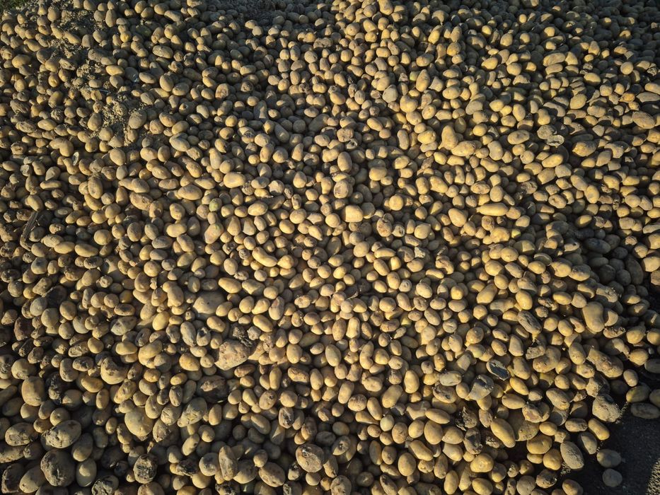 Ziemniak paszowy, odpad