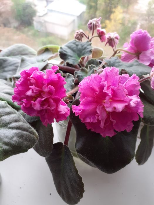 Кімнатні фіалочки