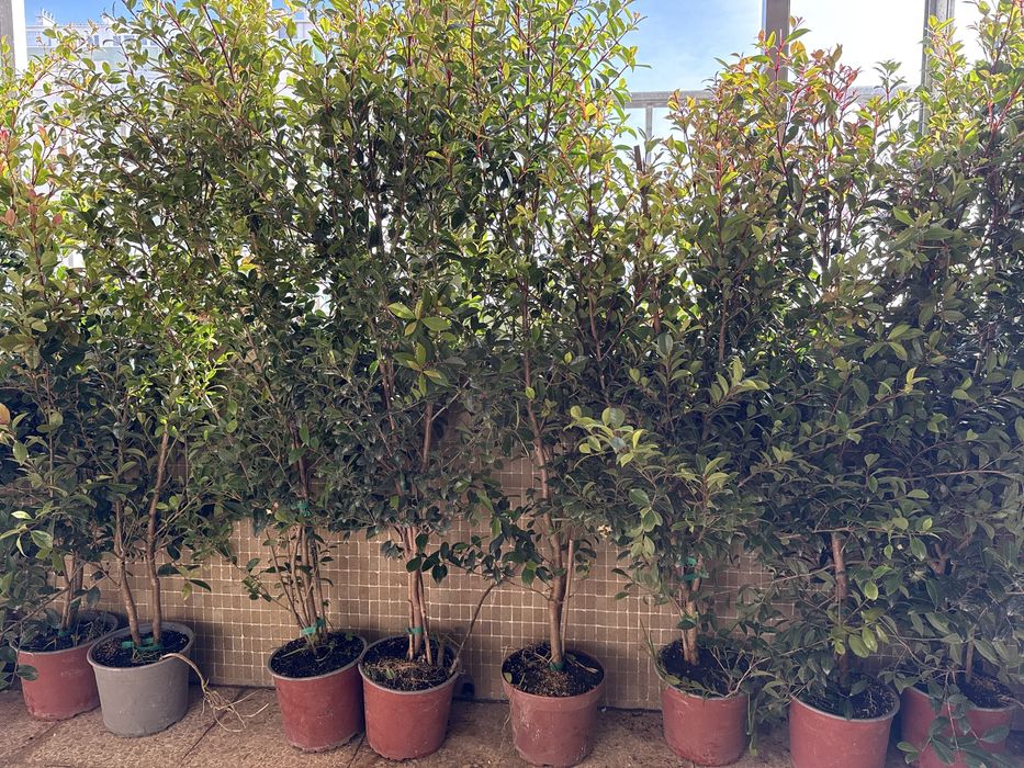 Eugenia Newport - 1,20m - vaso 19