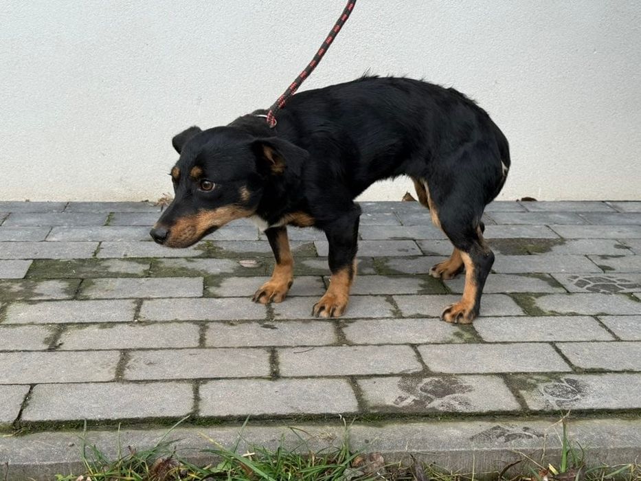 Ewcia - młoda piękna suczka do adopcji