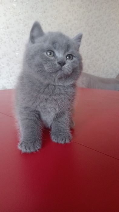 Шотландський котик страйт