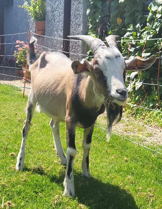Koziołki i kózki na sprzedaż