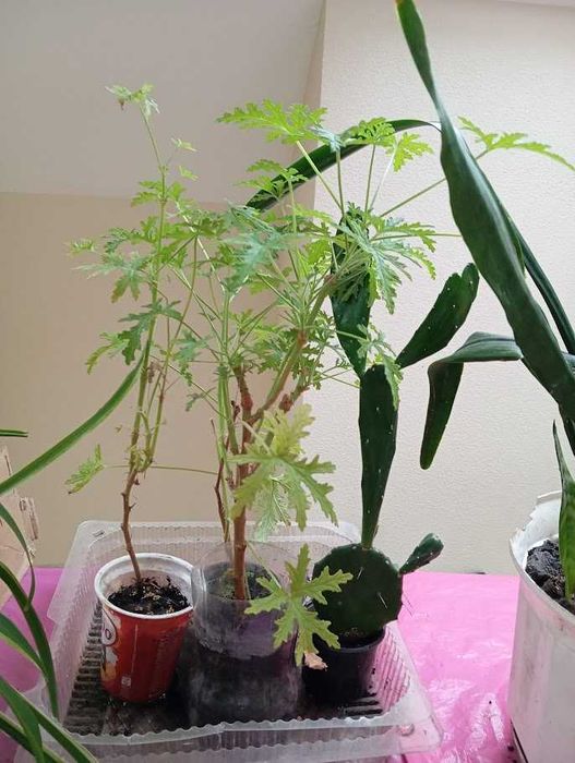 Комнатные растения (5 видов)