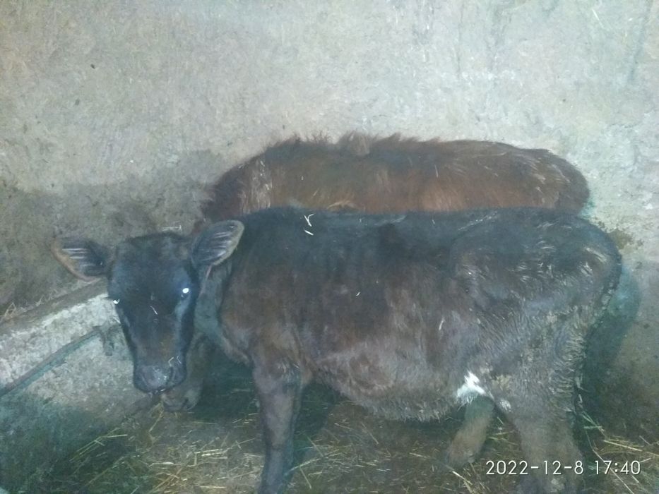 Продам тёлочки на хозяйство