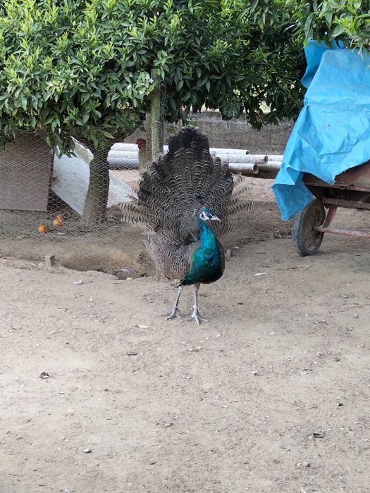 Vendo pavão Macho