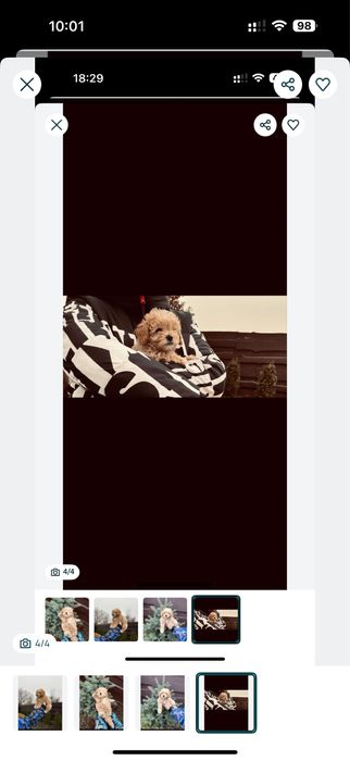 PR e mium ‼️,міні мальтипу‼️