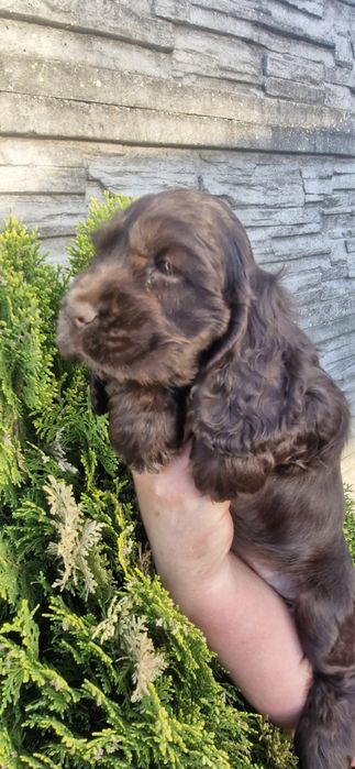 Cocker spaniel angielski