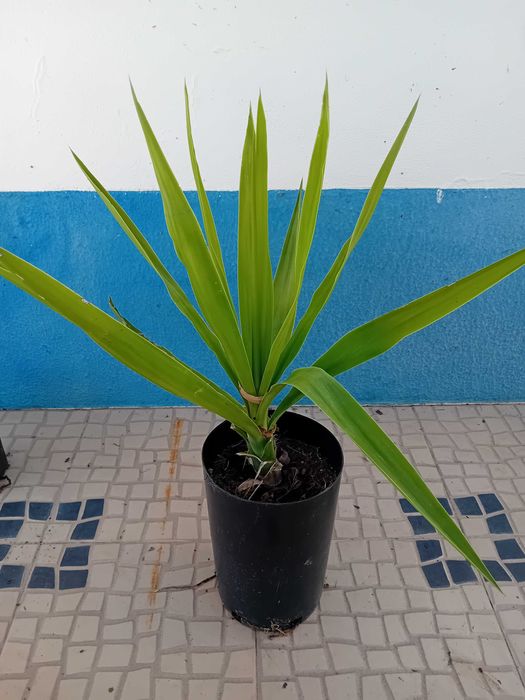 Yucca a'rvore em vaso