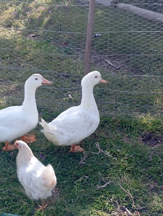 Vendo dois patos