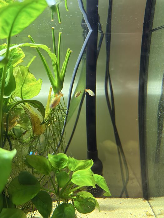 Akwarium 100l z szafką