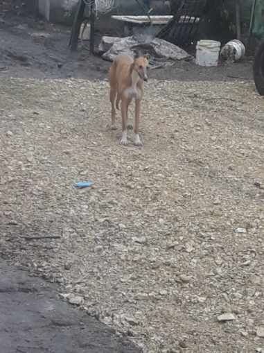 Sprzedam krowę mleczną