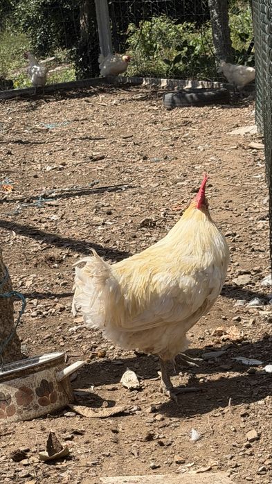 Vende-se casal ou trio de leghorn, Pedres, Cornish, la bresse Gauloise, Jersey Gigante, Malines