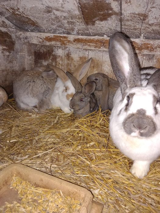Króliki młode, samice, samce, tuszki