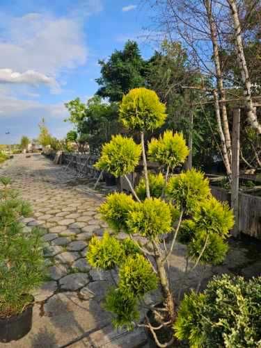 Bosnsai. Thuja (tuja) 4every gold