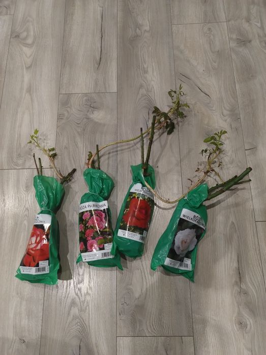 Sadzonki róży różne kolory