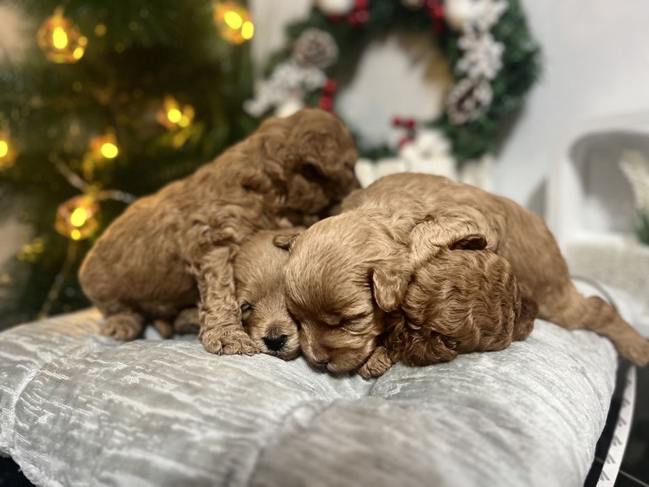 Хлопці Тойчики Та мальтіпушки