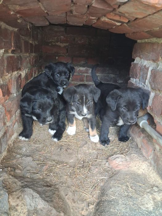 Pieski do adopcji mieszanka collie z labradorem  for free