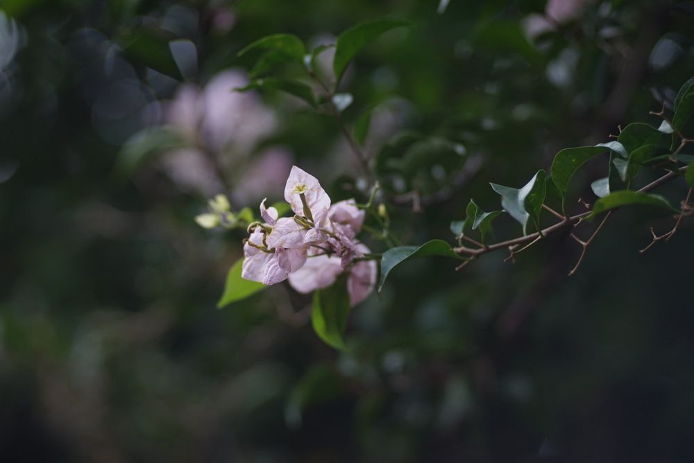 Leica Elmarit-R 135mm f2.8 (adaptador sony e-mount) Lente Objectiva