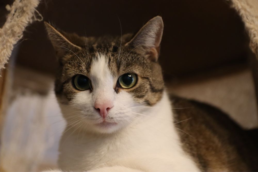 Urocza kotka Angelika szuka domku