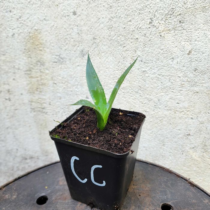 Agawa Agave chrysantha 'Giant' – sadzonka 10–20 cm z doniczką