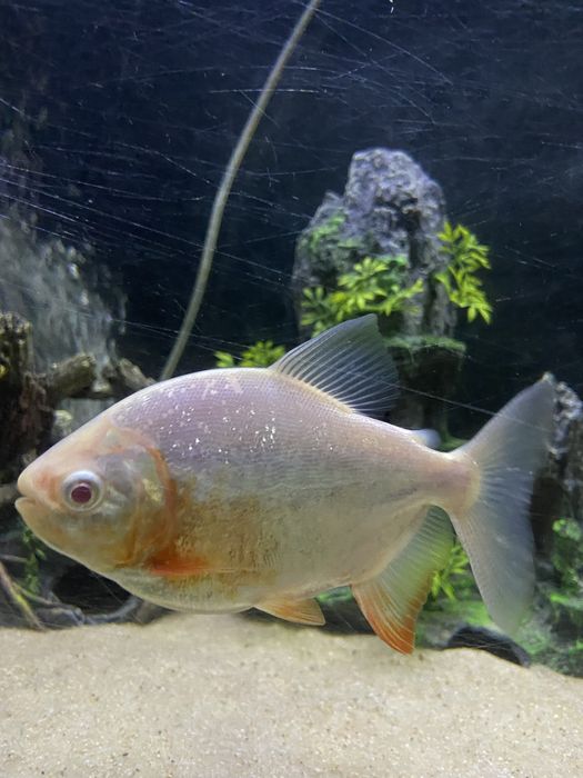 Pacu red albino +\-15cm