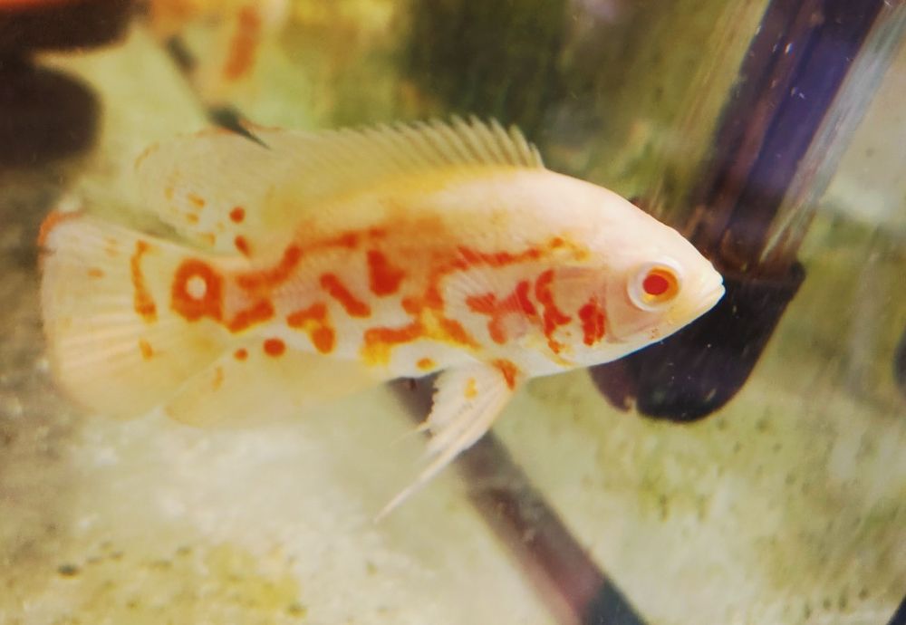 MISIEKZOO Pielęgnice - Pielęgnica Pawiooka