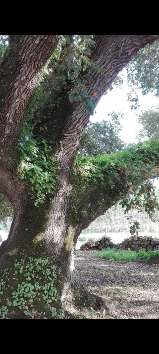 Carvalho Cerquinho Português (p/ Plantar ou Bonsai)